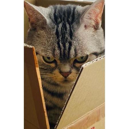 「やられたらやり返す、倍返しニャ！」（提供：Nunoさん）