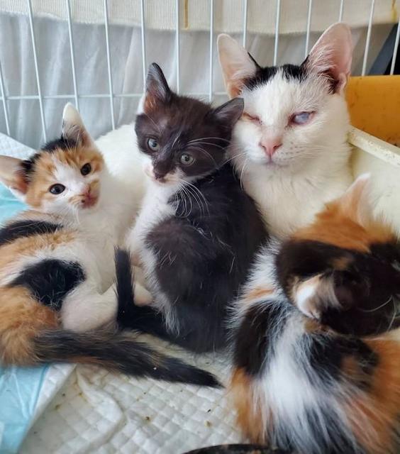 公園の片隅で子育てをしていた盲目の母猫・ヘレン　保護された家で穏やかな日々を送る