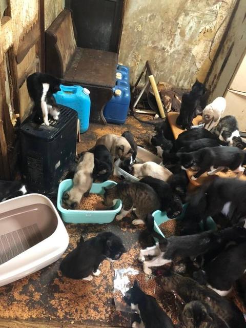 これが多頭飼育崩壊の現場　大阪・寝屋川で夫婦2人と猫50匹、近隣から「悪臭がする」と苦情