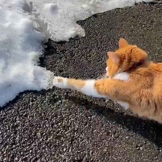 冷たっ 雪にビビリ散らす猫が話題 触ってみたくて おそるおそるタッチ やっぱ 冷たっ ライフ 社会総合 デイリースポーツ Online