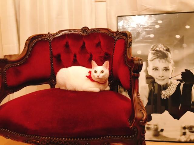 多頭飼育崩壊の現場からレスキューされた白猫　今はフランス製のチェアに座るゴージャス猫に