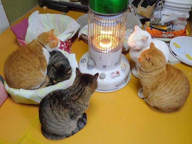ストーブを厳かに囲む猫たち…何の儀式ですかニャ？ 笑撃の「炎を信仰する獣」写真が大反響