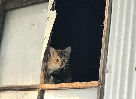 窓ガラスが割られて山の冷気が吹き込む状態（写真提供：アニマルレスキューたんぽぽ）