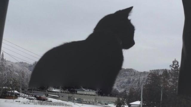 特撮ファンにはたまらないこのサイズ感…※カマキリさん提供