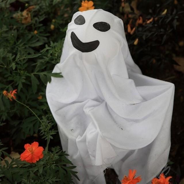 時おり現れる「おばけ」とは？