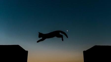 月をバックにジャンプする猫の写真が、まるで絵本の1ページのようで「幻想的」とSNS上で反響を呼んだ（提供写真）
