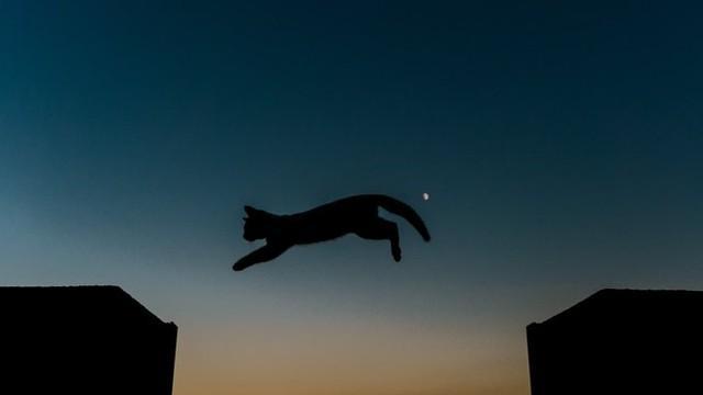 これぞ、リアルPUMA！…月をバックにジャンプする猫の写真が「奇跡の一枚」と話題　撮影秘話を聞いた
