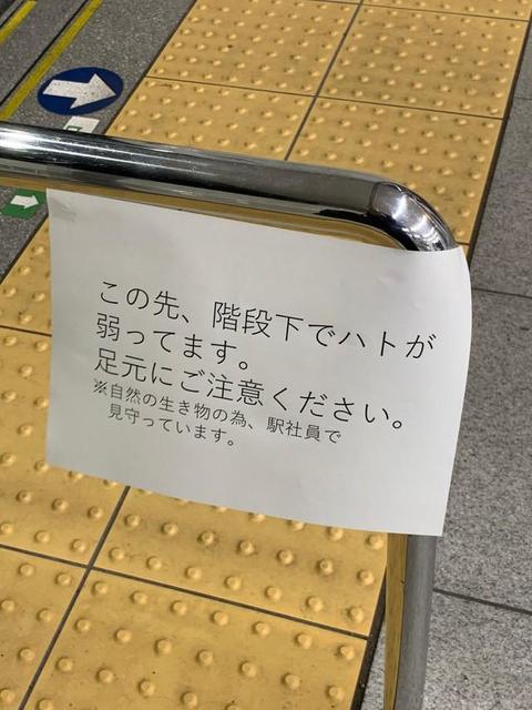 「この先にハトが弱っています」駅の階段に貼り紙、その先には…駅員の優しさが「心に染みる」