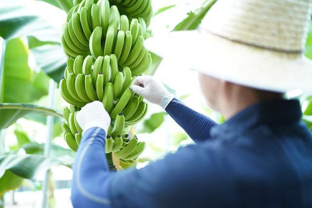 北海道釧路市で丹精込められて栽培！その名も「946BANANA」※946FARMS株式会社提供