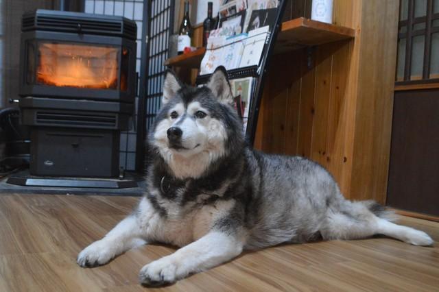 築100年の京町家にしっとり馴染むハスキー犬　割烹宿を営むご夫婦に迎えられ「余命3カ月」を覆した元保護犬