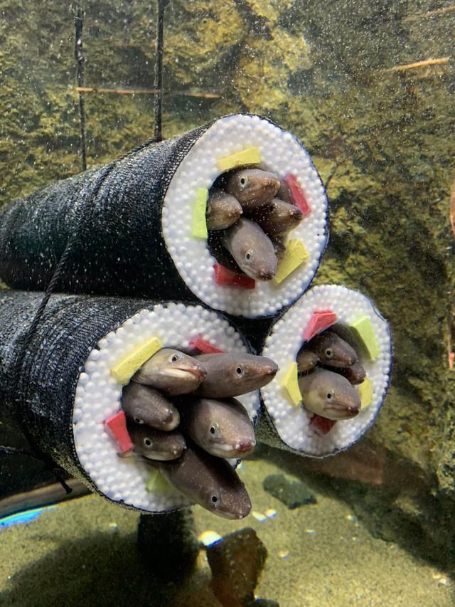 海苔巻きの中には生きたアナゴがぎっしり…※仙台うみの杜水族館提供