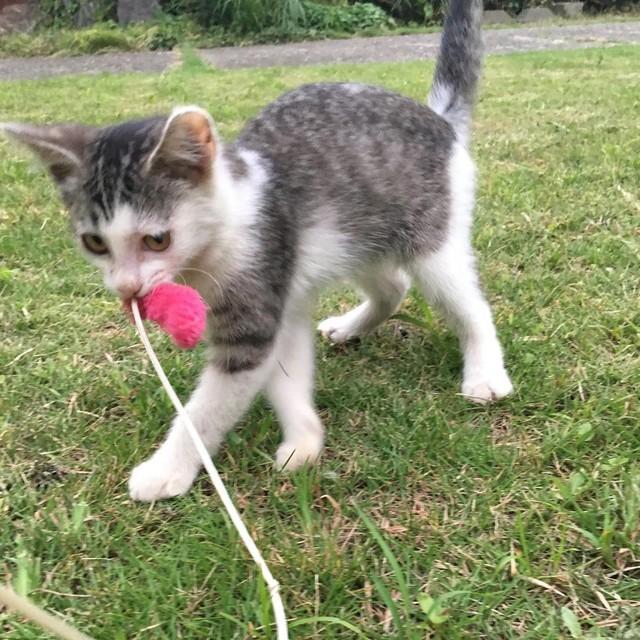 お外猫時代、好奇心いっぱい