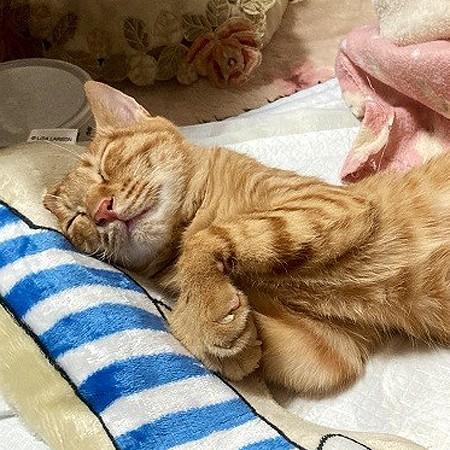 地域猫活動が受け入れられず、猫26匹が「処分」の危機に！…命救うため、京都のボランティアが保護施設を開設