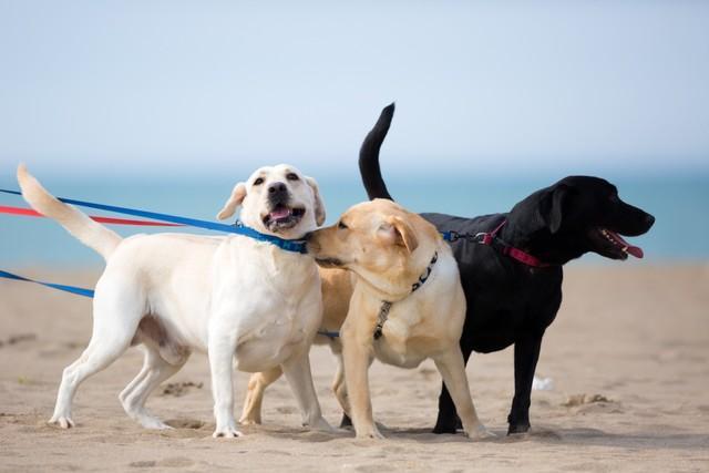 人気の犬種ランキング1位はトイ・プードル　でも「いつか暮らしてみたい犬」を聞くと…TOP10は大型犬ばかりに？