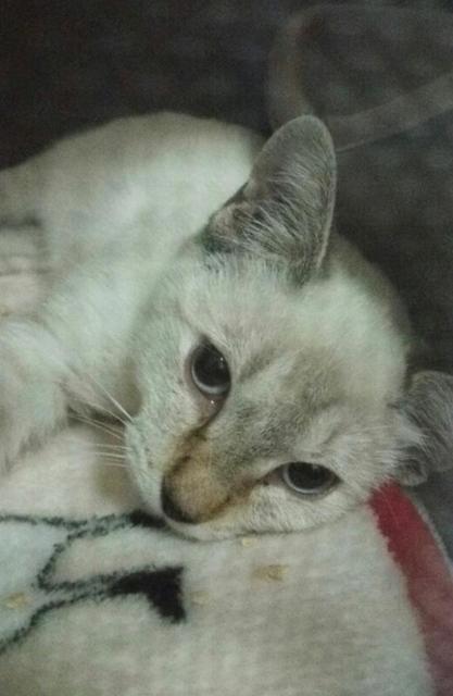 里親になってからたった4日間の命 でも家族に愛されて幸せだったゼロちゃん 我が子の証の首輪を着けて旅立つ ライフ 社会総合 デイリースポーツ Online