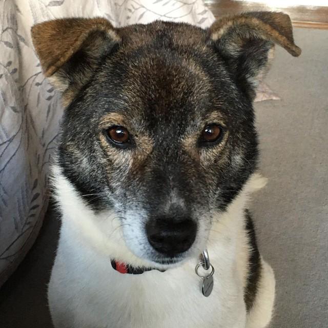 もう来ないで 犬はあげるから 河原で見つけたやせ細った犬 心配で会いに行っていたら驚きの展開に ライフ 社会総合 デイリースポーツ Online