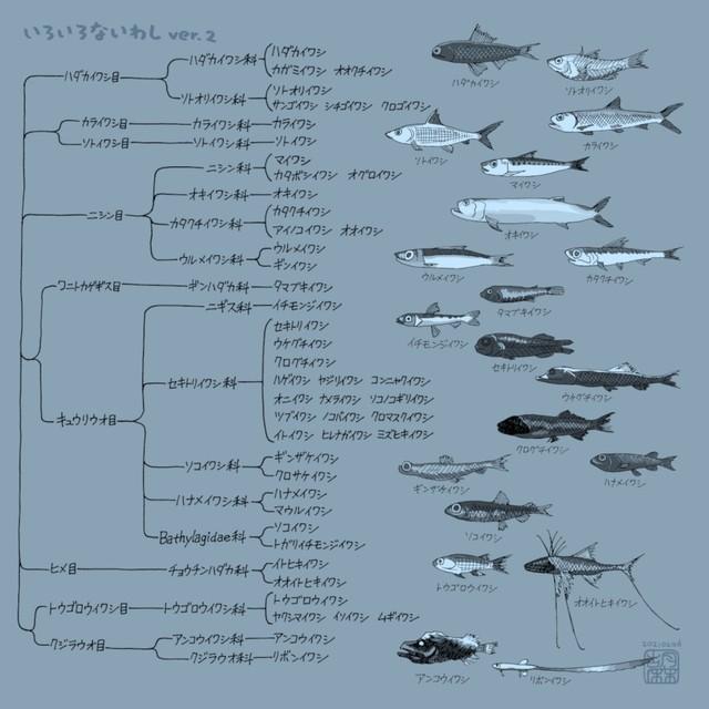 イワシと名前の付く魚がこんなにも…※胡麻さん提供