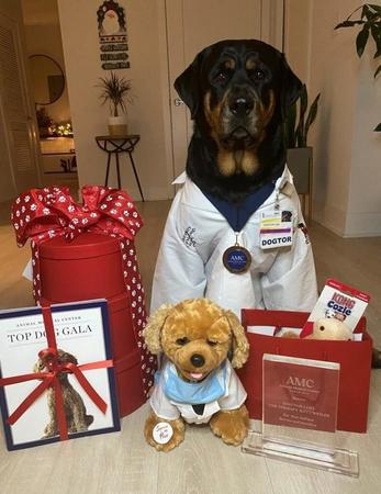 Animal Medical Centerから表彰されたセラピー犬のロキ（Animal Medical Center提供）