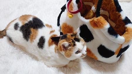 三毛柄のバッグと三毛猫ちゃんが“仲良く”並ぶ写真に「そっくり」とTwitterで話題に（提供写真）