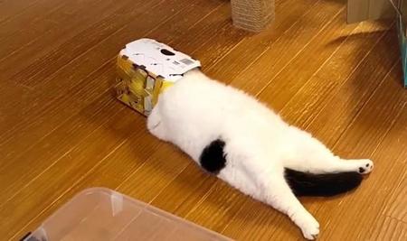 レモンサワーの紙容器を頭からスッポリかぶった猫ちゃんが、“へそ天”で後ろ足をピーンと伸ばす動画が面白すぎるとTwitterで話題に（提供画像）