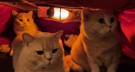 4匹の猫ちゃんたちがこたつの中に集結している動画が大きな反響を呼んだ。手前左がぽてとくんと右がみかんちゃん、後方左がてんぷらくん、右奥があんみつちゃん（提供画像）
