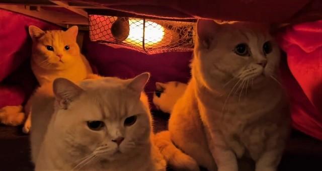 4匹の猫ちゃんたちがこたつの中に集結している動画が大きな反響を呼んだ。手前左がぽてとくんと右がみかんちゃん、後方左がてんぷらくん、右奥があんみつちゃん（提供画像）