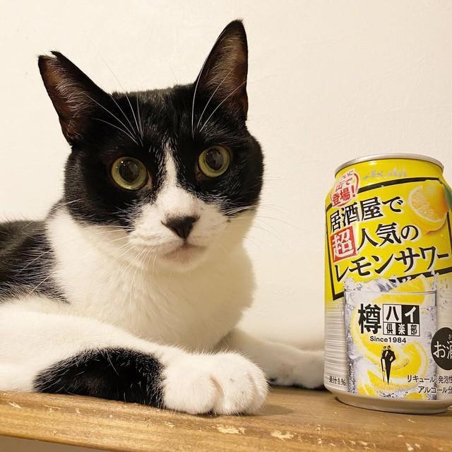 長屋でえさをもらって繁殖した野良の子猫を保護 後輩猫の面倒をよく見る母猫のように成長 ライフ 社会総合 デイリースポーツ Online