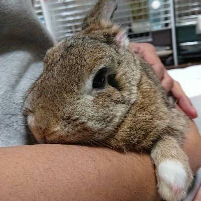 滋賀でウサギ130羽の多頭飼育崩壊 眼球がつぶれ 耳がちぎれた子たちも ボランティアが見た壮絶な現場 ライフ 社会総合 デイリースポーツ Online