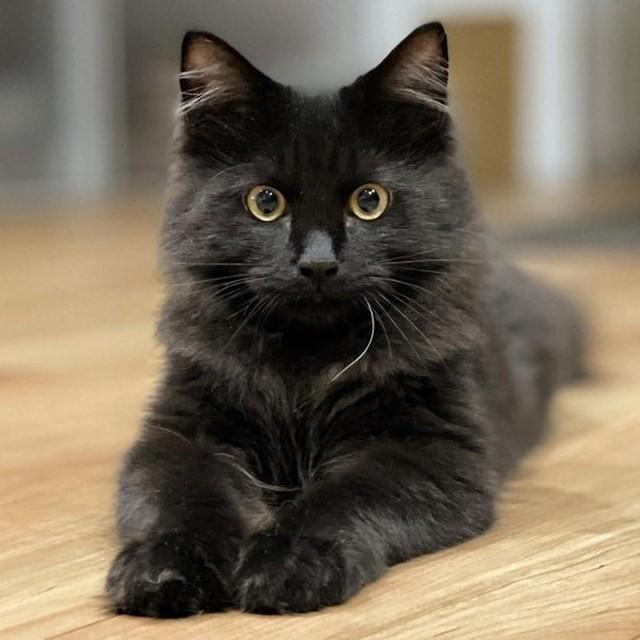 ミルクボランティアで出会った黒猫…「暴れん坊でとても大変な子」だけど、愛おしくてたまらない　