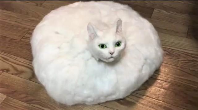 「可愛いけど、怖い…」再生回数390万超「ルンバ」ならぬ「バルン」くん　円盤型の猫さんに仰天