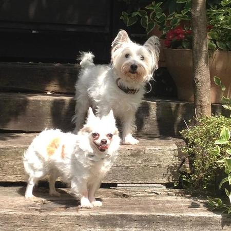 ペンション『シープ』の看板犬、ボンボンちゃん（手前）とプリンちゃん（写真は2011年頃）