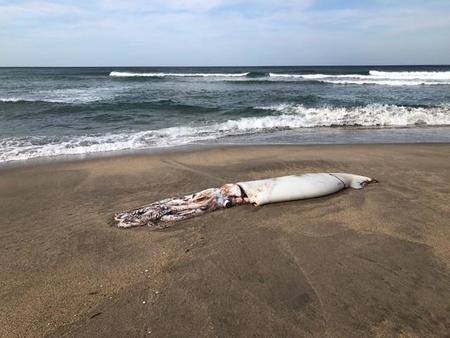 海岸で拾ったダイオウイカを食べた人物のレポートが話題！※イカニッコさん提供