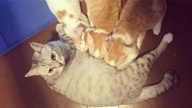 おっぱいに一生懸命吸い付く子猫たち