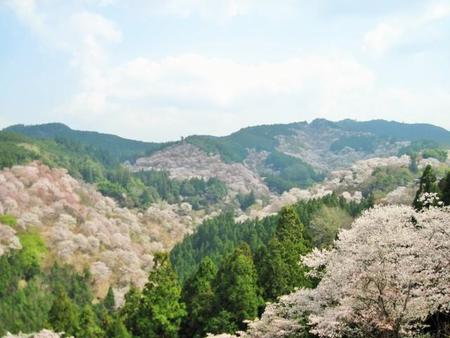 吉水神社の境内からの「一目千本」の桜（2018年4月2日撮影）。秀吉が吉野山で花見をした際には、当神社（1594年当時は吉水院）が本陣になった