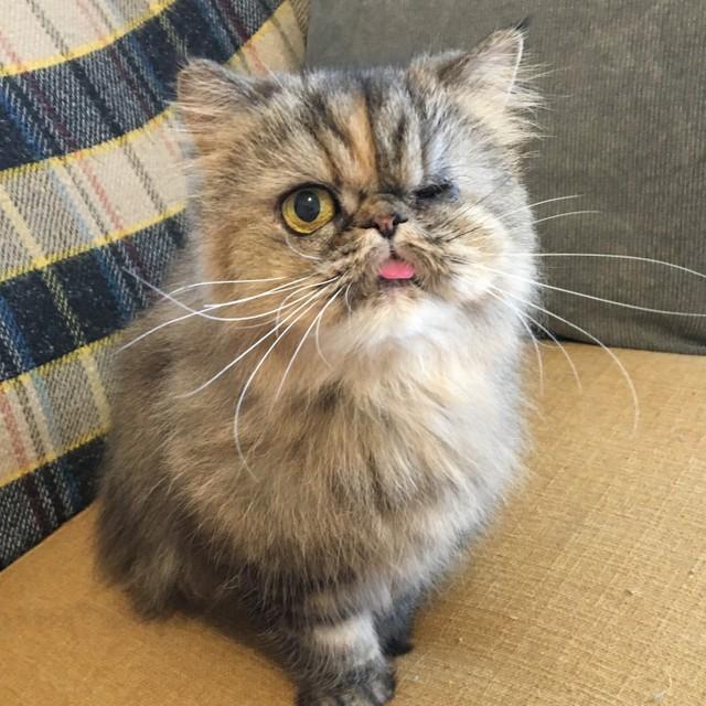 虐待を受けていた猫はうちの子にそっくり…居ても立っても居られず迎えた猫が、今では心を開いて甘えん坊に！