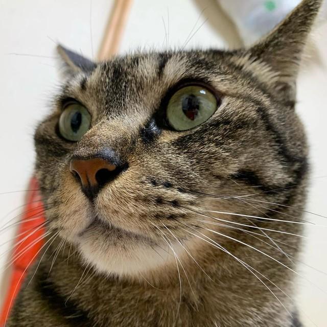 18年間寄り添ってくれた愛猫はうつ病から救ってくれた恩猫　瓜二つの子猫を迎えて恩返し