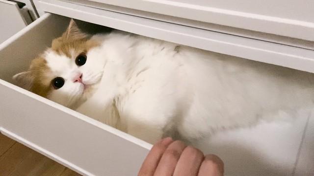 令和のドラえもん 机ならぬ タンスの引き出しを開けたら猫が 可愛すぎて 鼻血ブーです ライフ 社会総合 デイリースポーツ Online