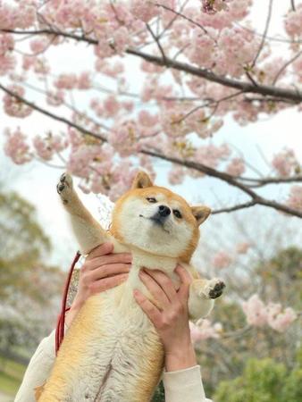 桜をバックに抱っこされるわんちゃんの写真が癒やされるとTwitter上で大きな話題に（提供写真）