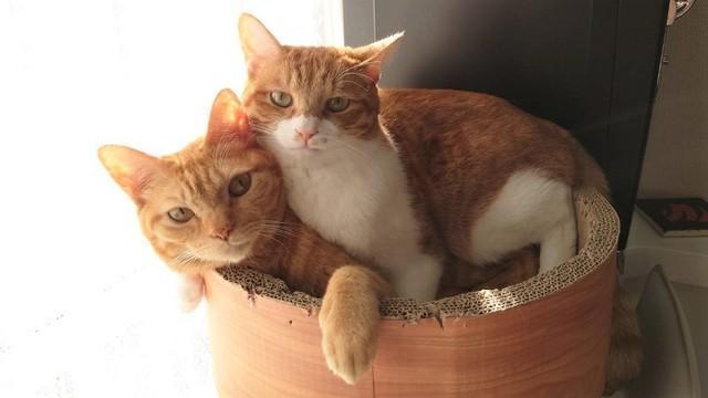 猫だって誰かに必要とされたい！　あるがままを受け入れた猫は優しいお兄ちゃんに