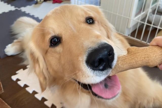 「先生、どうしよう!」寝ながら痙攣し始めた子犬…獣医に駆け込んだ結果「恥ずかしい…」