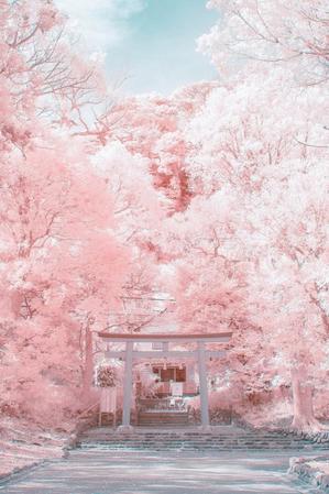 幻想的な桜色の世界と思いきや…桜の花はひとつも写っていないそうです　撮影場所／鶴岡八幡宮（画像提供：yuuuiさん）