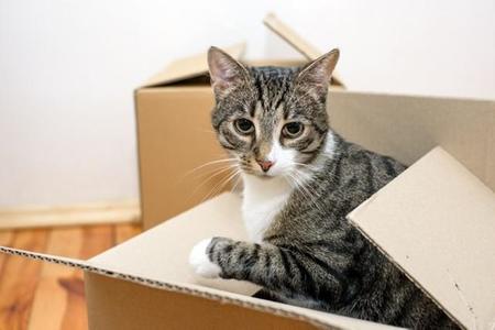 猫と一緒に住める賃貸住宅を探すのは難しいそうです（Vitaliy Hrabar/stock.adobe.com）