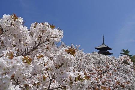 御室桜が有名な仁和寺
