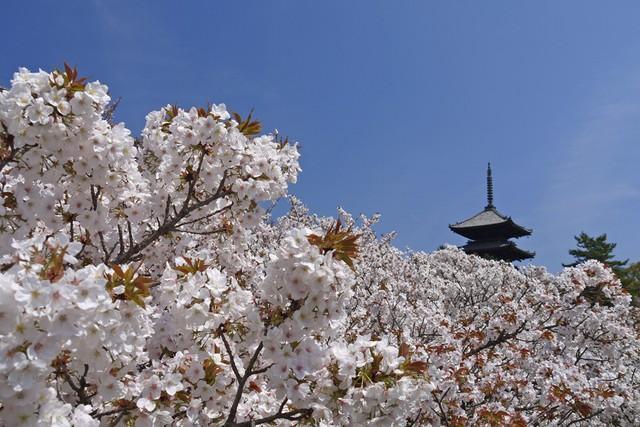 まだ間に合う！京都の遅咲き桜の名所３選　知る人ぞ知る桜の里は、４月中旬に花満開