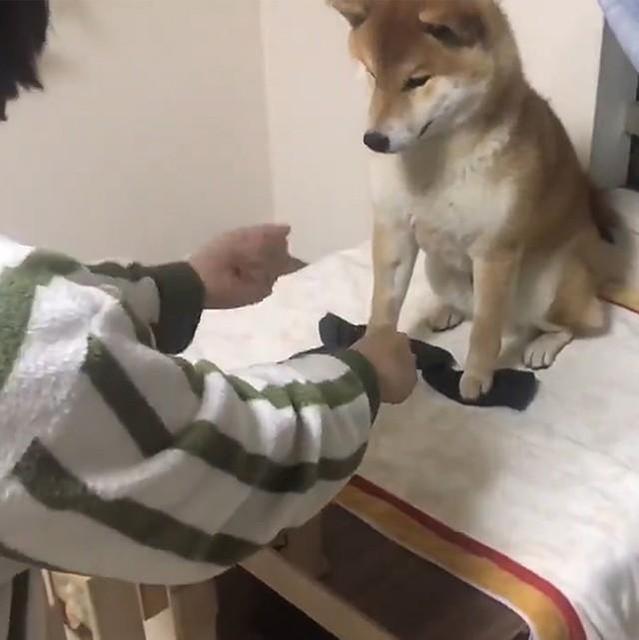 えっ ウソ 手の中のおやつが消えちゃった 飼い主さんの手品に驚く柴犬さん 可愛すぎると大反響 ライフ 社会総合 デイリースポーツ Online