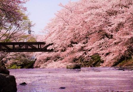 「目の前が桜で覆われるようなピンク色な写真が届きました 」（MKタクシー提供）