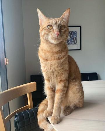 幼かったコッペちゃんも凛とした表情を見せるようになった