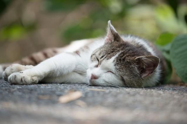 こちらは猫みたいな猫