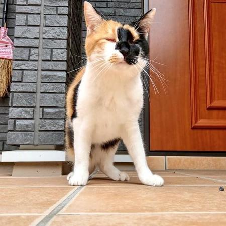 障がいがある猫ちゃんたちの写真展「オンリーにゃんず」が6月1日から千葉県で開催。写真は盲目のつむぎちゃん（提供写真）
