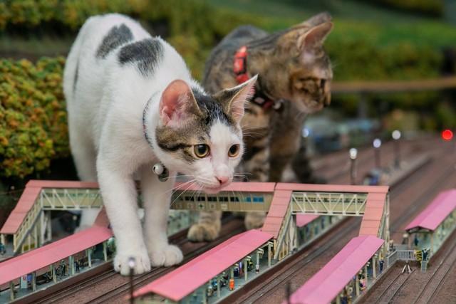 巨大猫が出現！鉄道が襲われた！？　ジオラマを闊歩する保護猫親子に衝撃　コロナで経営危機の食堂も救う
